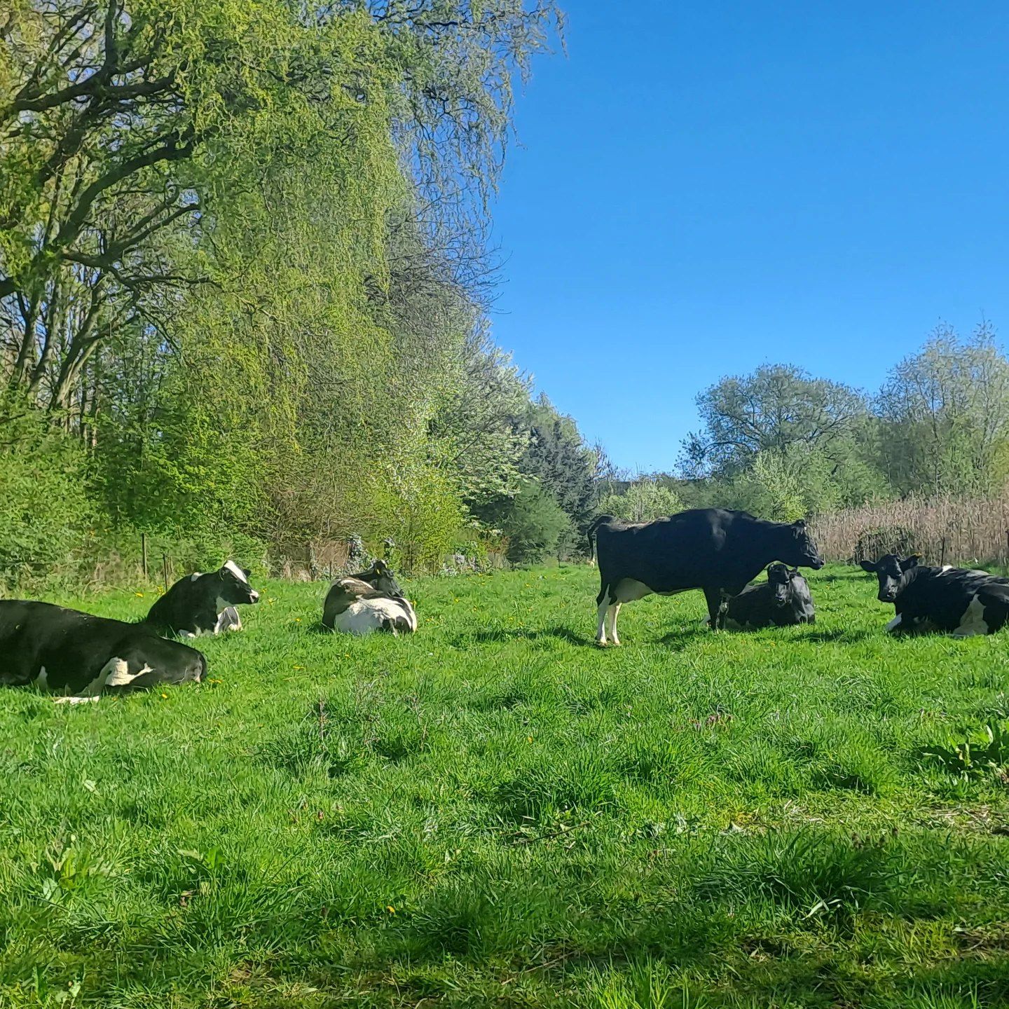 Unsere Herde auf der Weide rund um Körchow
